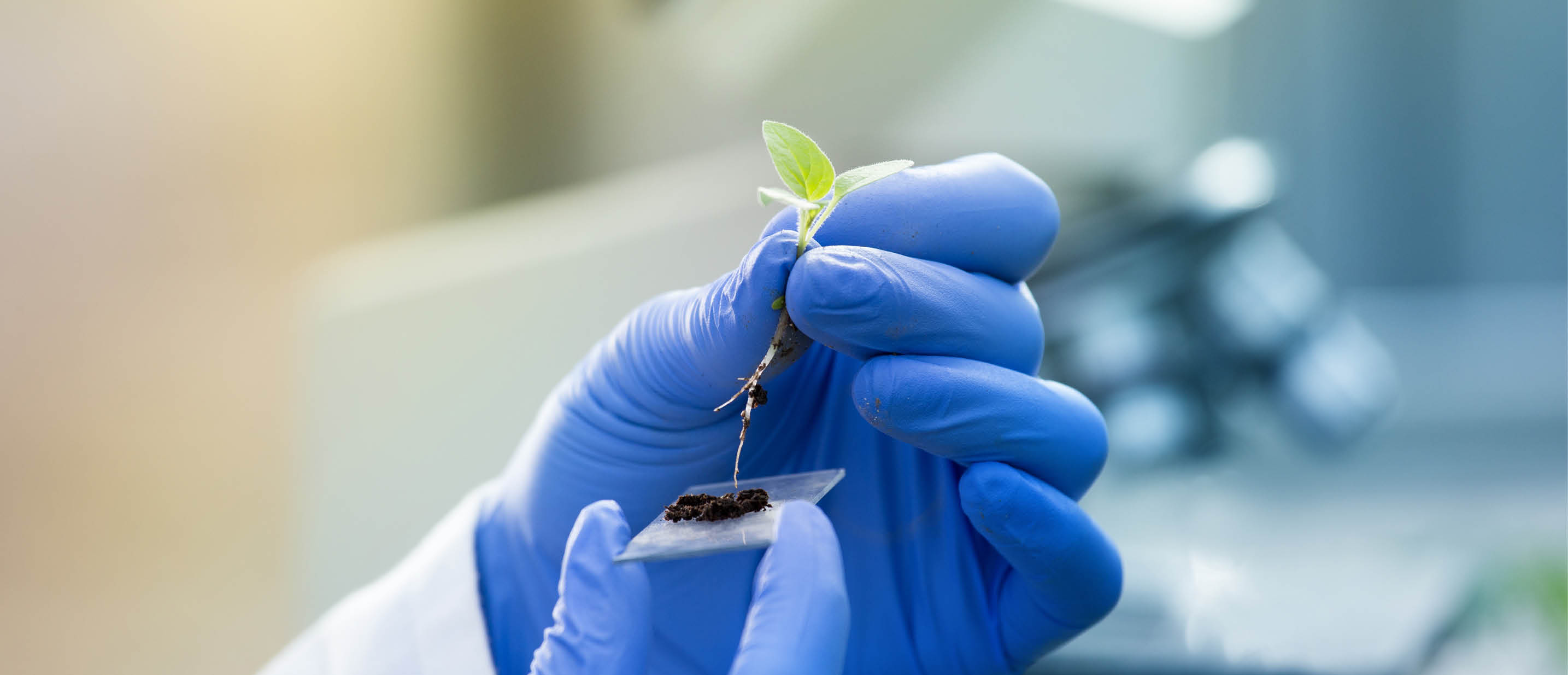 Close up of biologist's hand with protective gloves holding young plant with root above microscope glass with soil. Biotechnology, plant care and protection concept