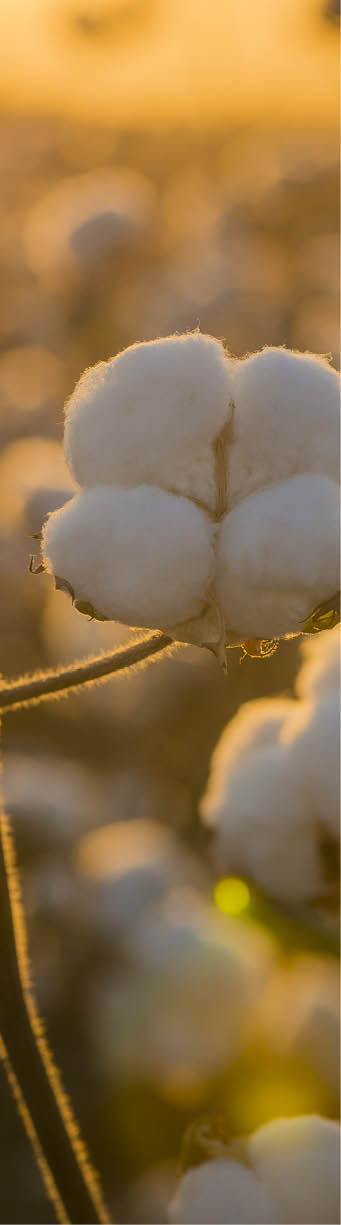 Cotton field background ready for harvest under a golden sunset macro close ups of plants 