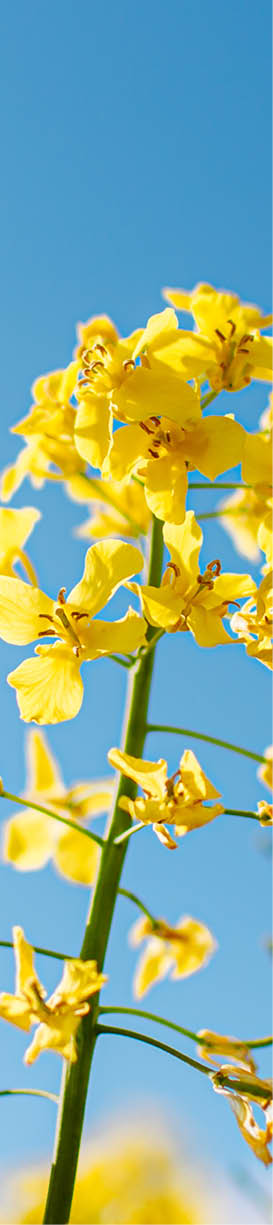 Fabulous beautiful yellow rape flowers on a background of blue sky and clouds. Colza or canola flower