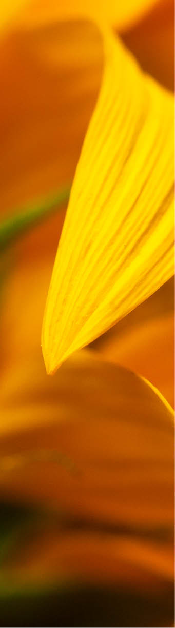 Beautiful fresh yellow sunflower macro shooting. Sunflower blooming Close-up. Sunflower natural background. Flower card, wallpaper. Harvest time, agriculture, farming. Yellow flower petals, seeds