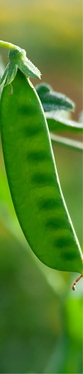 Growing peas. Pod of young green peas on a branch