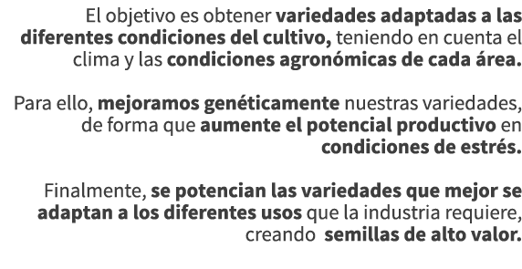El objetivo es obtener variedades adaptadas a las diferentes condiciones del cultivo, teniendo en cuenta el clima y l...