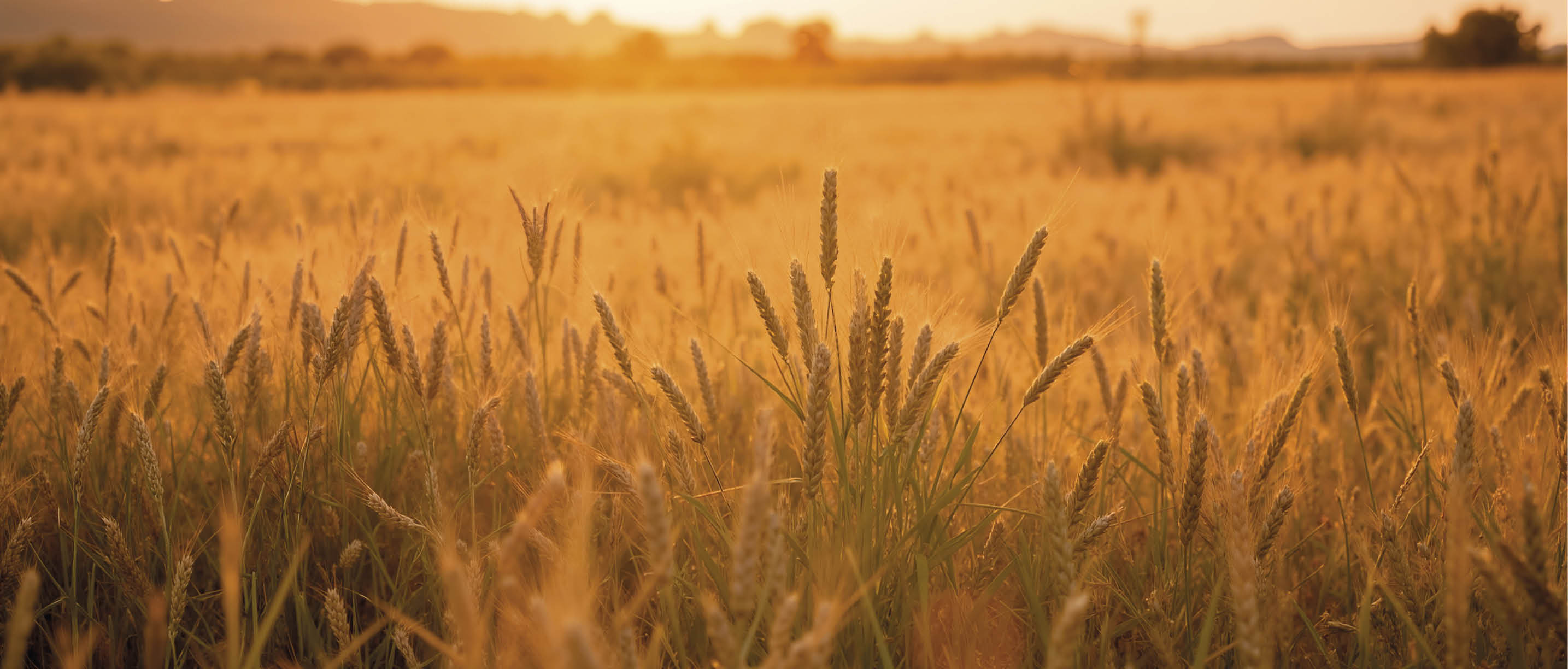 Sunset Wheat Field s s