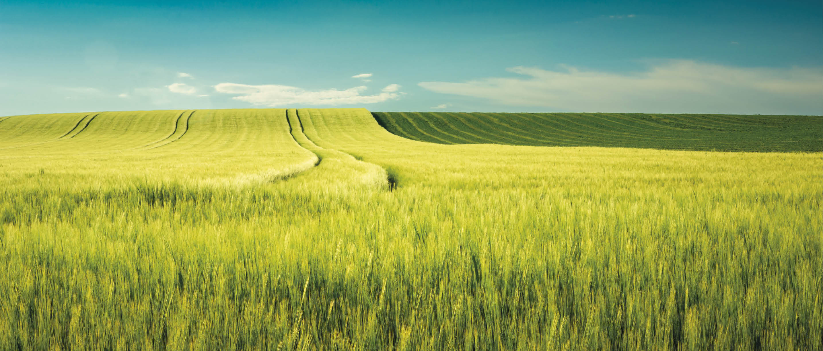 Minimalist landscape with barley field and blue sky view, Staw, Poland