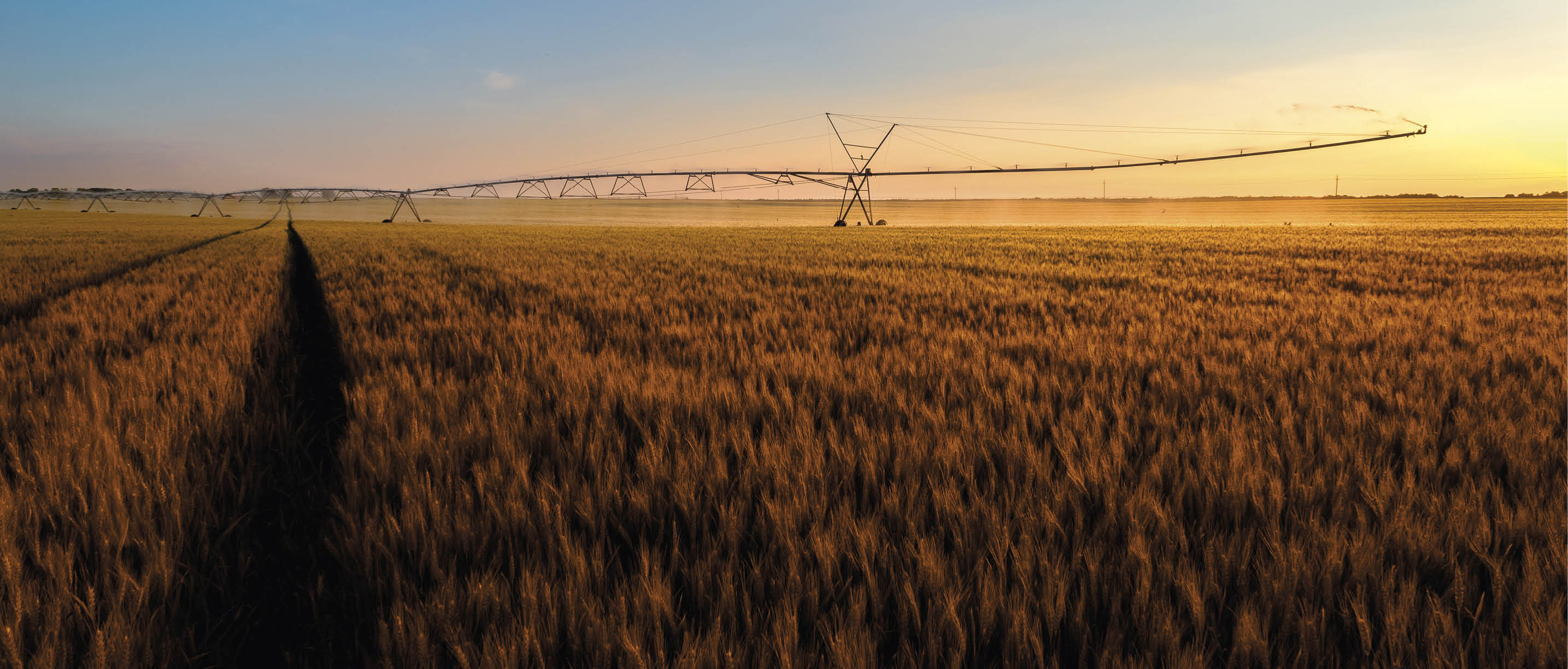 Irrigation system on wheels watering wheat field at summer sunset,