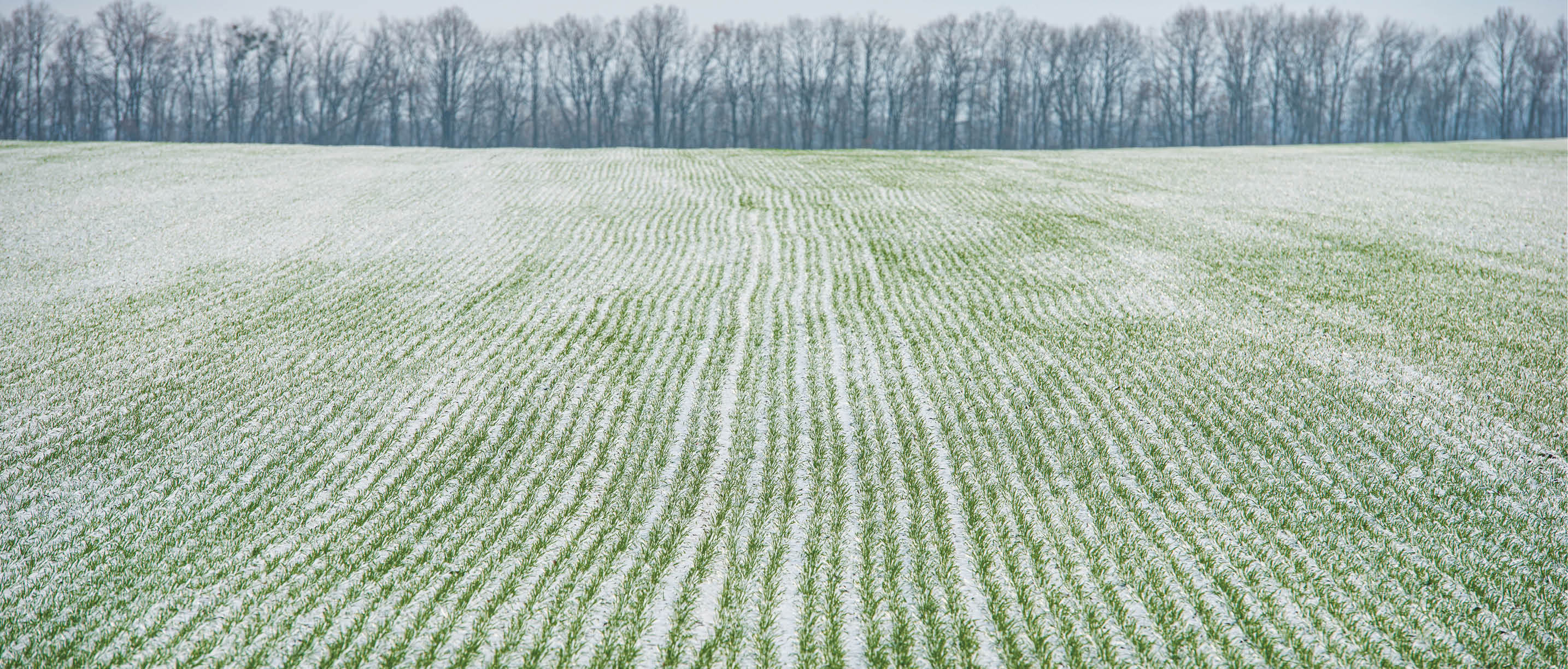 Winter wheat field covered with snow, rural landscape. Winter season. Web banner.