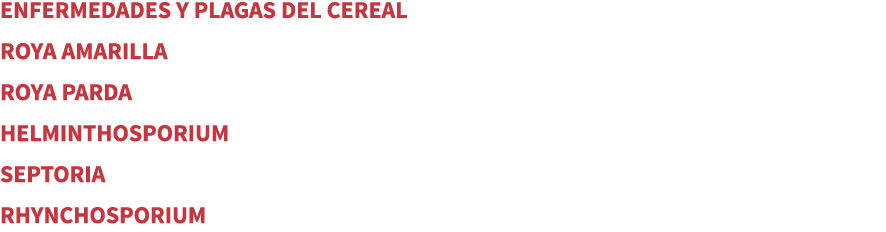 ENFERMEDADES Y PLAGAS DEL CEREAL ROYA AMARILLA ROYA PARDA HELMINTHOSPORIUM SEPTORIA RHYNCHOSPORIUM