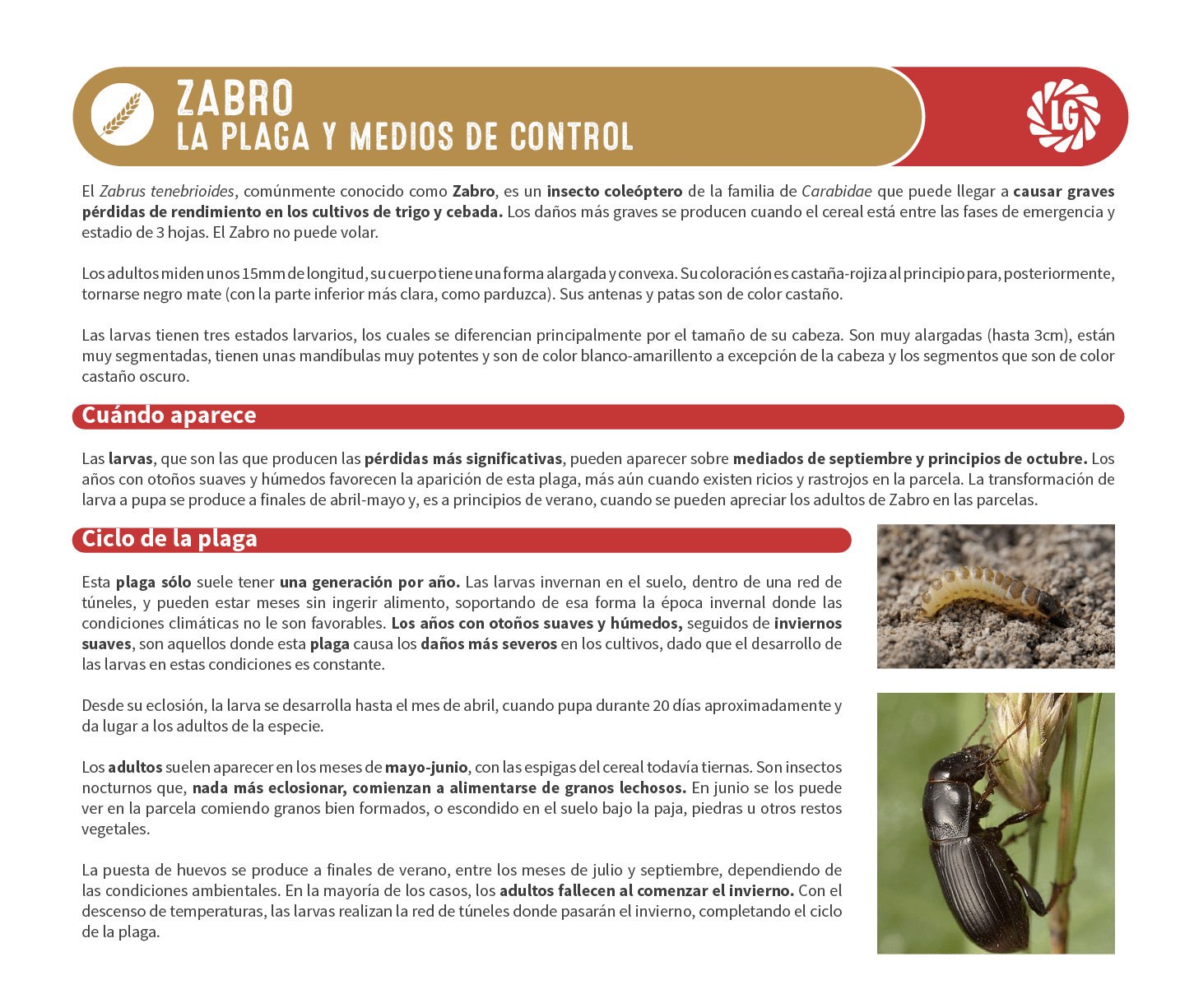 Informaci n til sobre el aspectos t cnicos relacionados con el Cereal.
