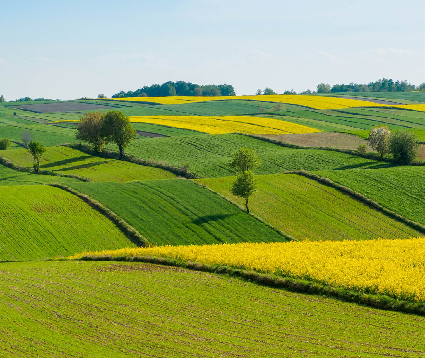 Spring farmland in the hills of Roztocze in Poland. Young green cereals.  Blooming rapeseed. Low shining sun illuminating fields, Trees and bushes. Roztocze. Eastern Poland.