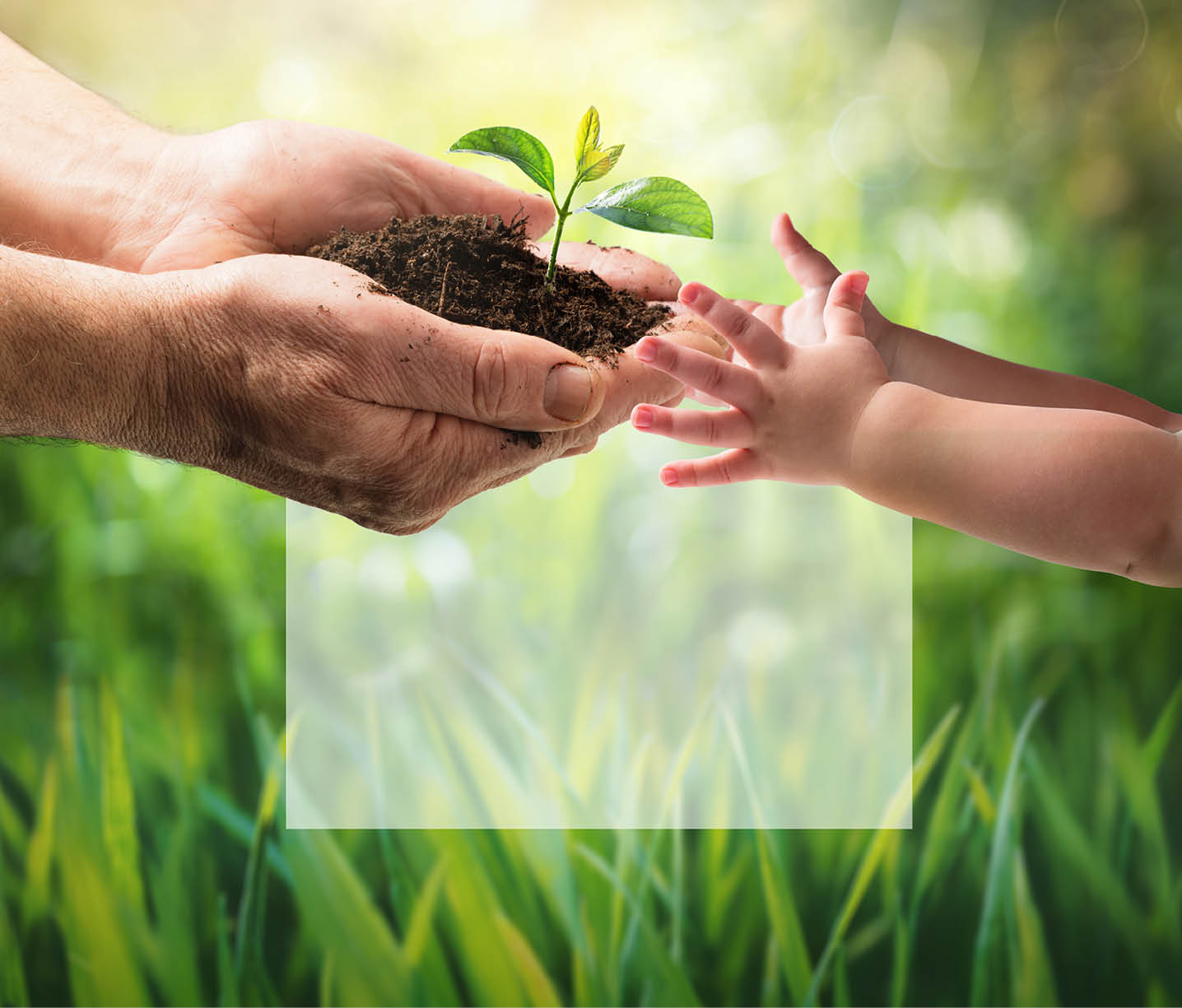Old Man Giving Young Plant To A Child - Environment Protection For New Generation
