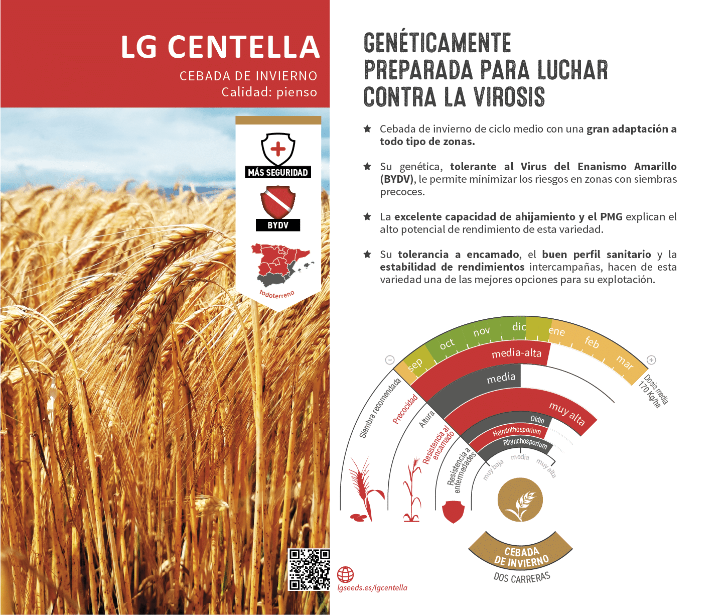 La variedades de cereal,cebada y triticale mejor adaptadas a las condicionoes agro climaticas de espa a.
