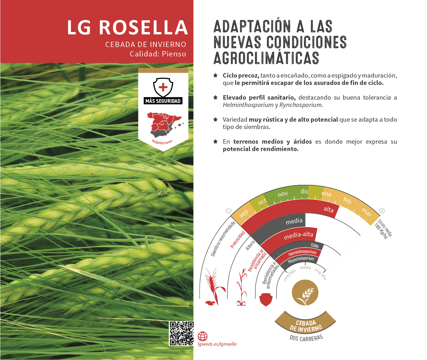 La variedades de cereal,cebada y triticale mejor adaptadas a las condicionoes agro climaticas de espa a.