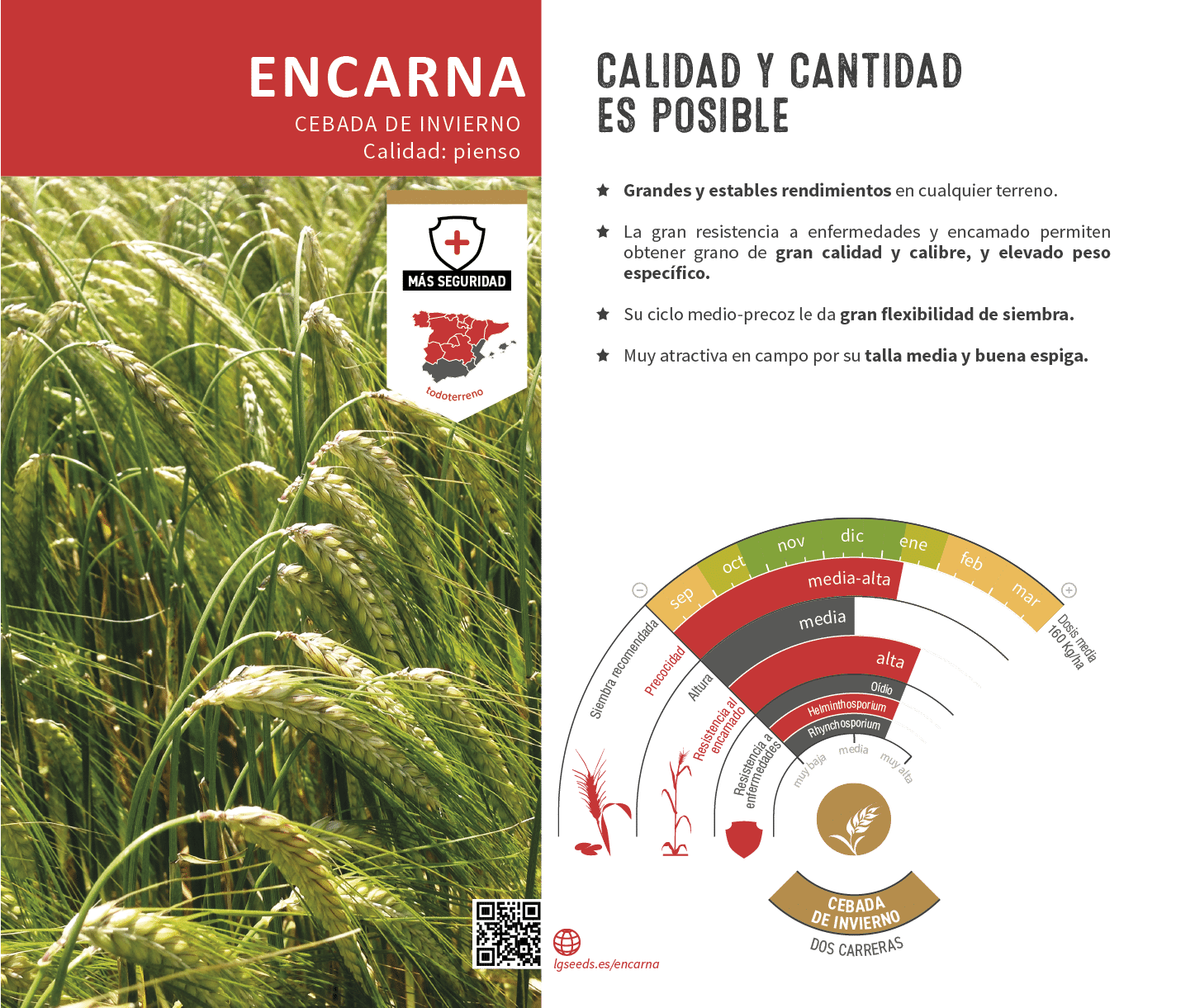 La variedades de cereal,cebada y triticale mejor adaptadas a las condicionoes agro climaticas de espa a.