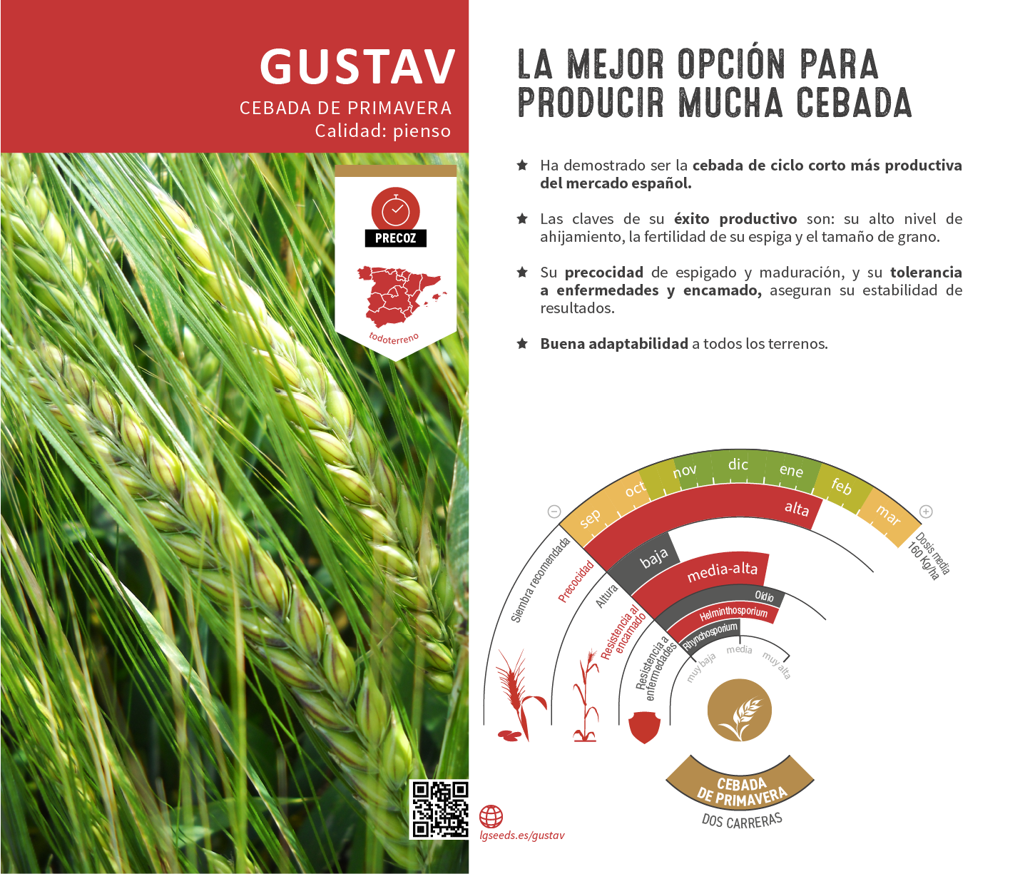 La variedades de cereal,cebada y triticale mejor adaptadas a las condicionoes agro climaticas de espa a.