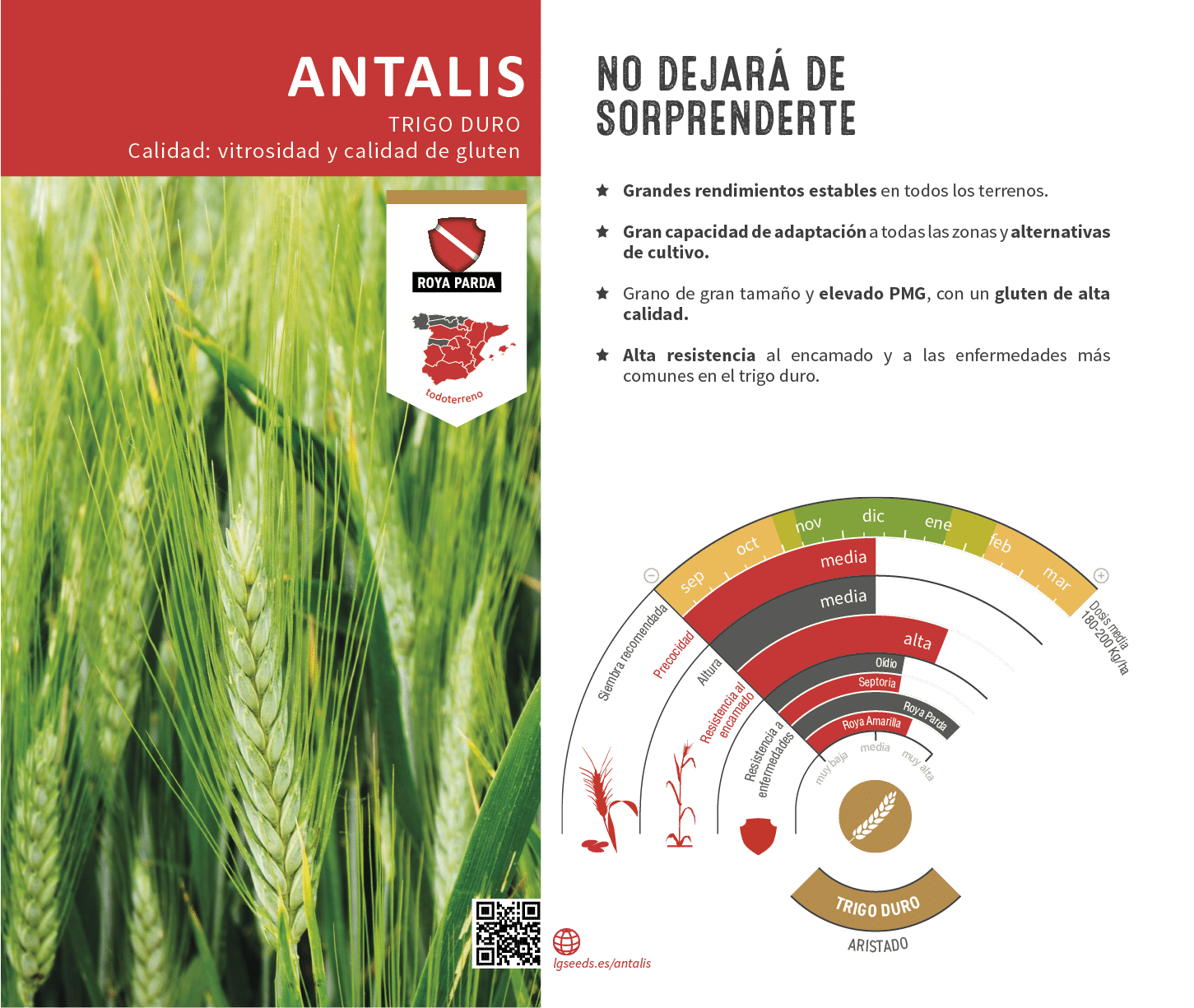 La variedades de cereal,cebada y triticale mejor adaptadas a las condicionoes agro climaticas de espa a.
