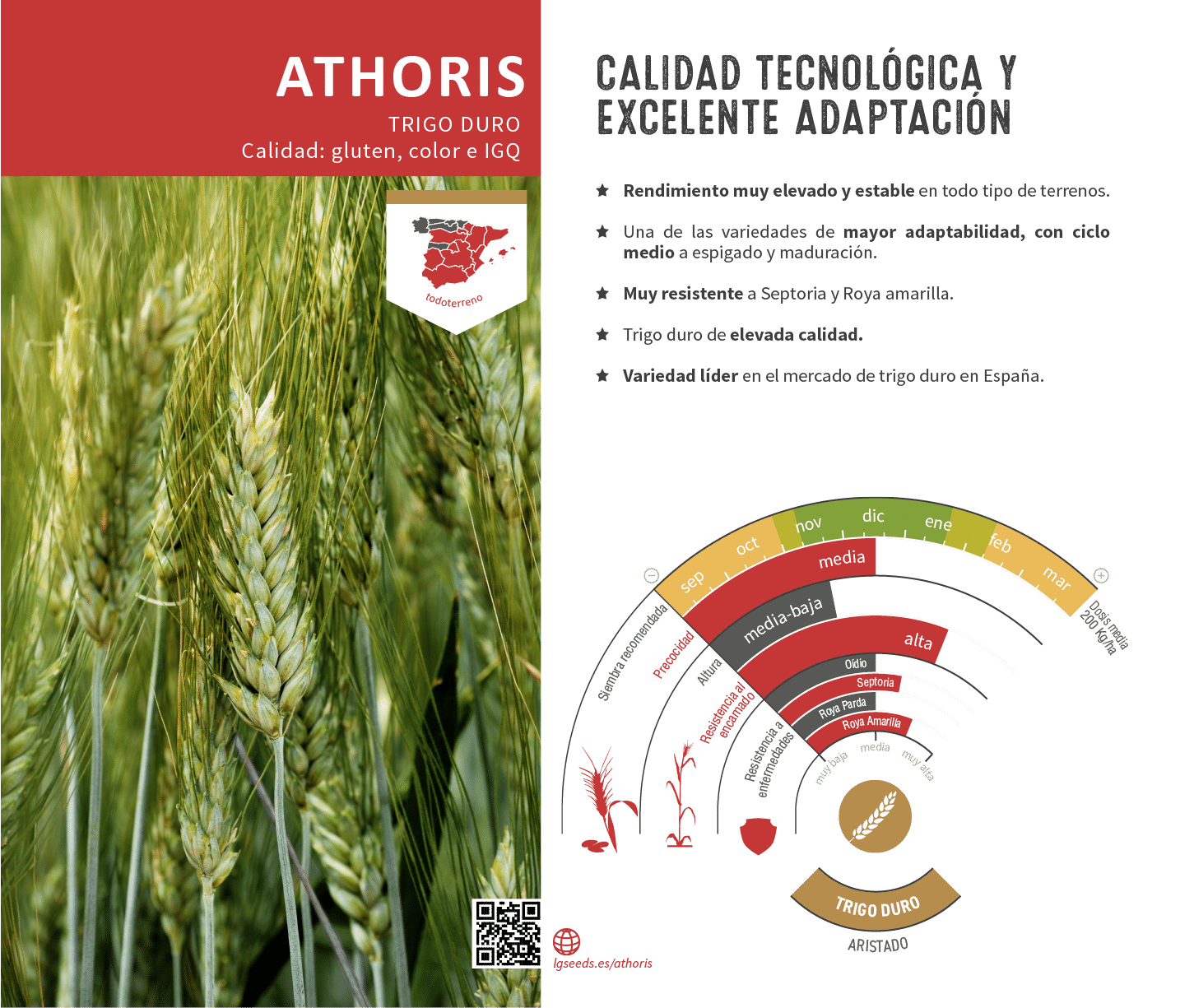 La variedades de cereal,cebada y triticale mejor adaptadas a las condicionoes agro climaticas de espa a.