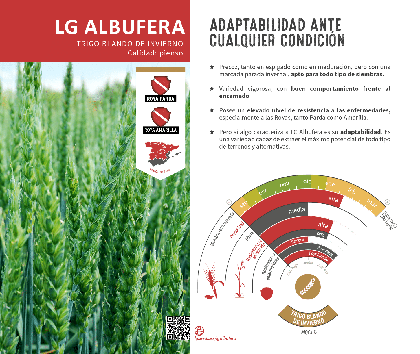 La variedades de cereal,cebada y triticale mejor adaptadas a las condicionoes agro climaticas de espa a.