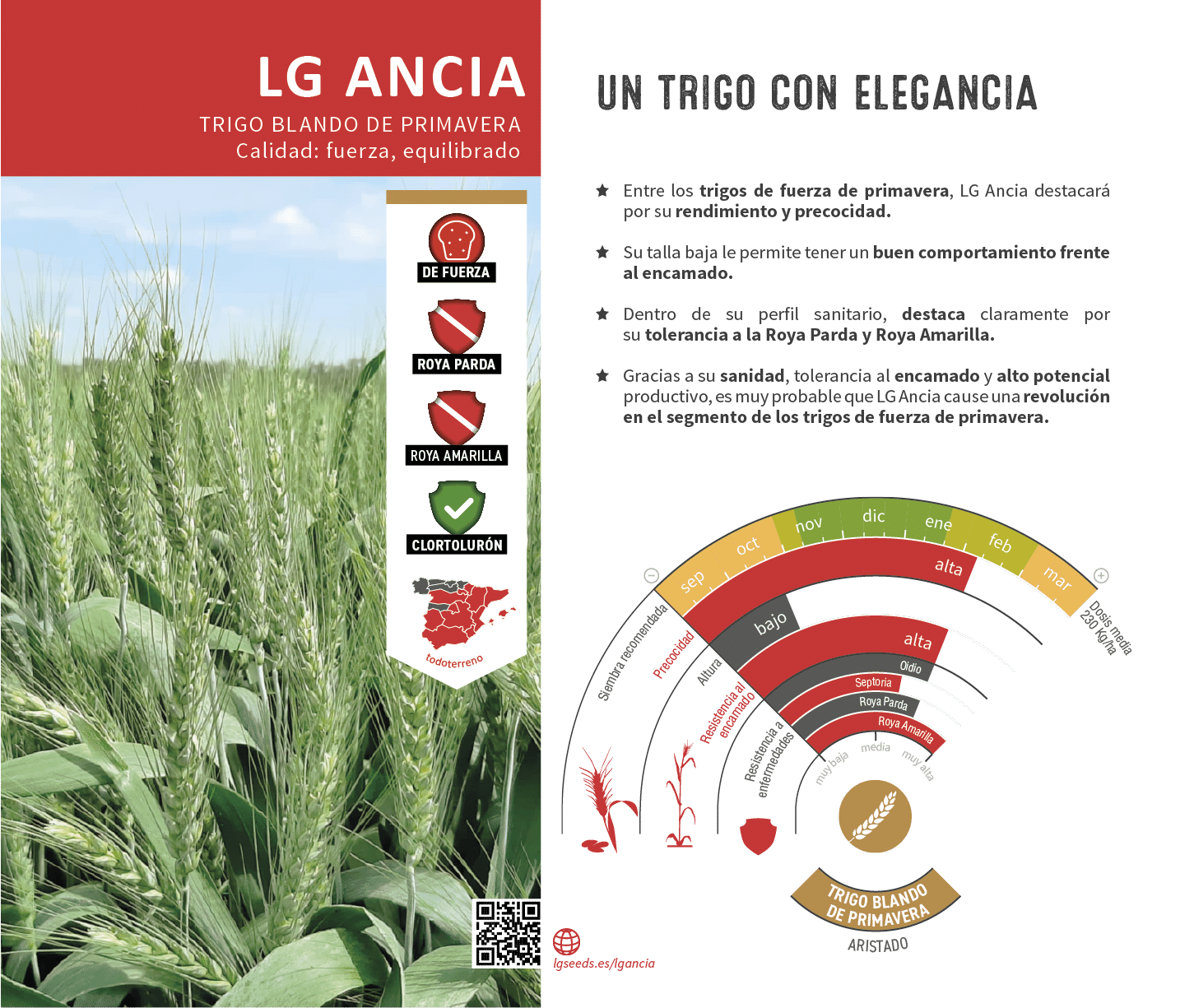 La variedades de cereal,cebada y triticale mejor adaptadas a las condicionoes agro climaticas de espa a.