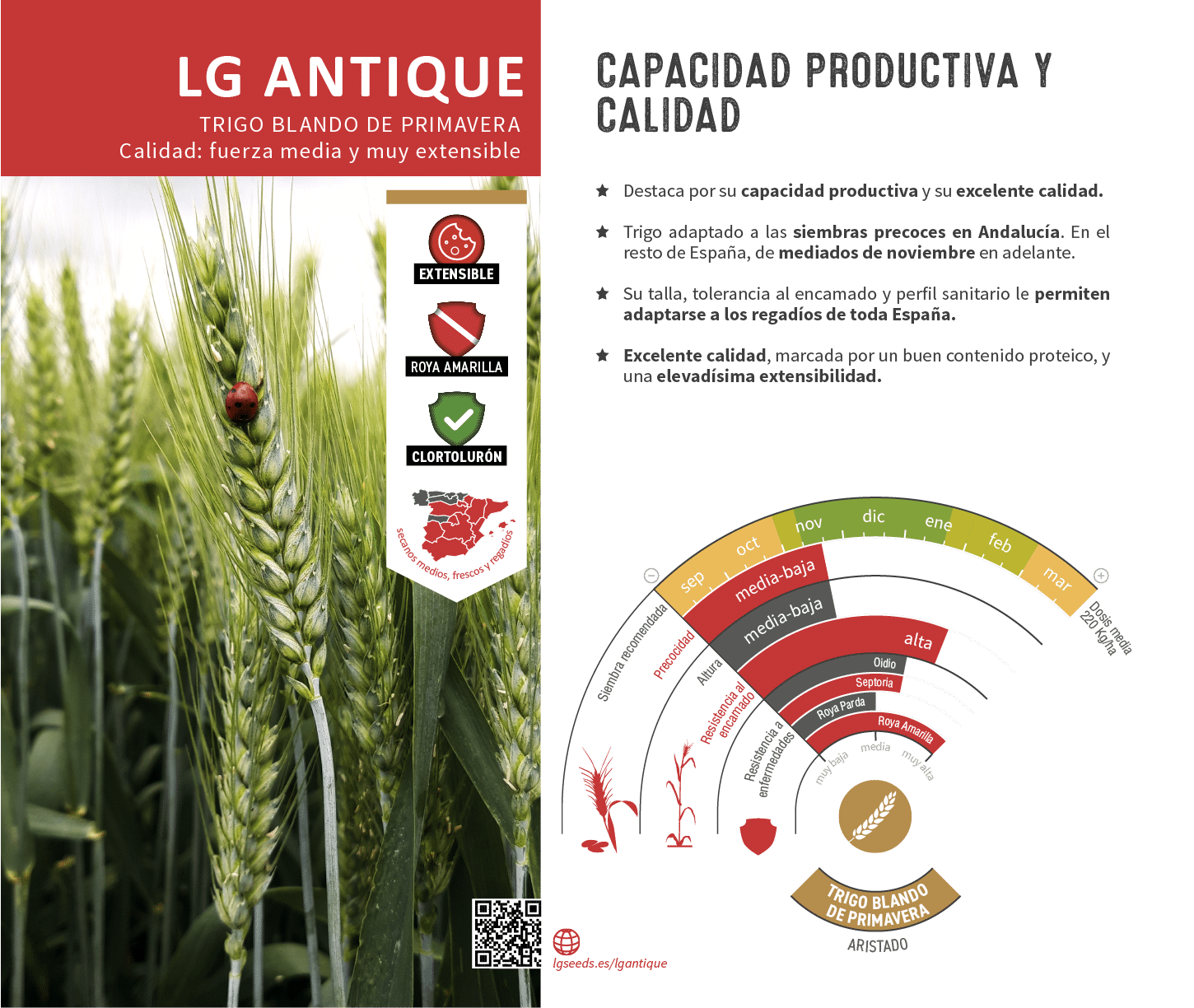 La variedades de cereal,cebada y triticale mejor adaptadas a las condicionoes agro climaticas de espa a.
