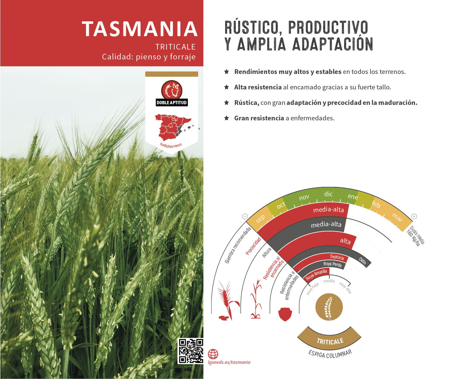 La variedades de cereal,cebada y triticale mejor adaptadas a las condicionoes agro climaticas de espa a.