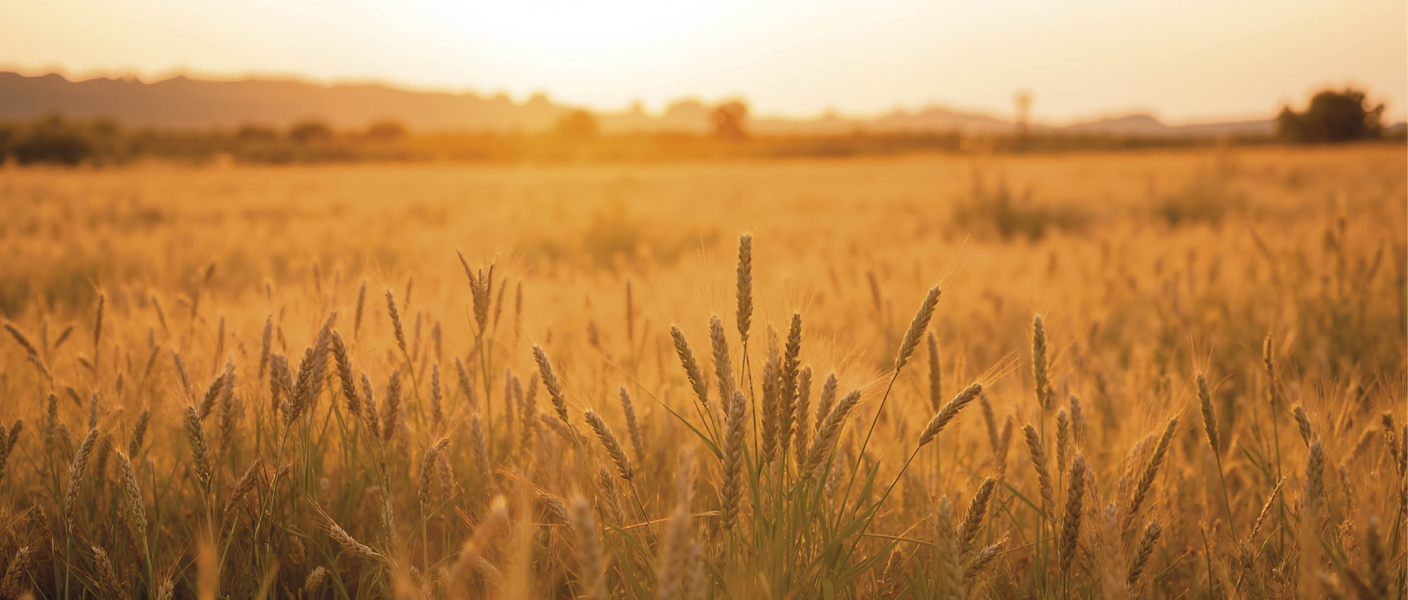 Sunset Wheat Field s s