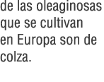 de las oleaginosas que se cultivan en Europa son de colza.