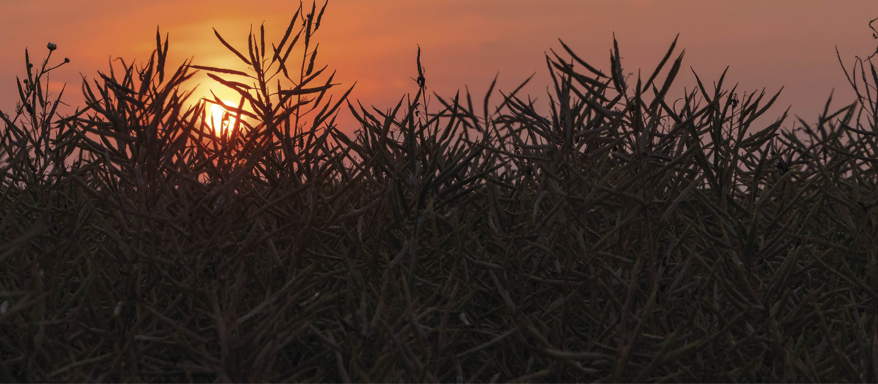 Landscape with a sunset in a ripe rapeseed crop