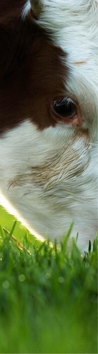 Cow grazing in fresh pastures