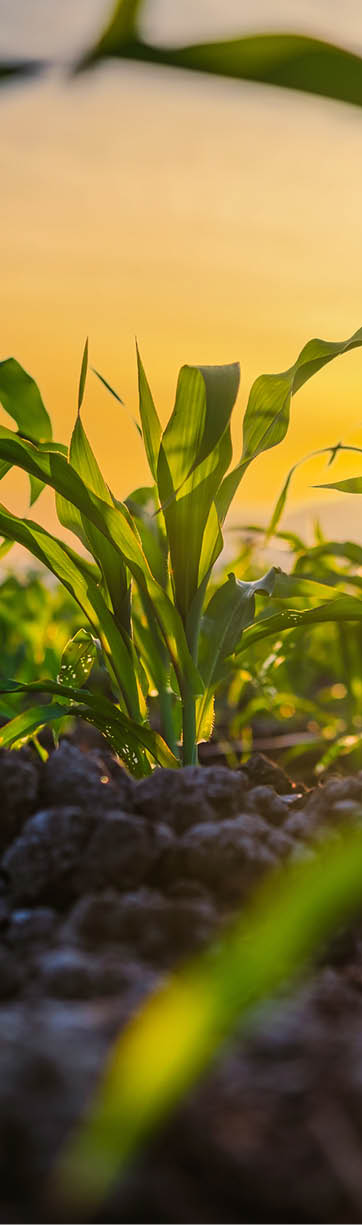 maize corn seedling in the agricultural plantation in the evening, Young green cereal plant growing in the cornfield, animal feed agricultural industry