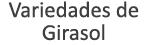 Variedades de Girasol