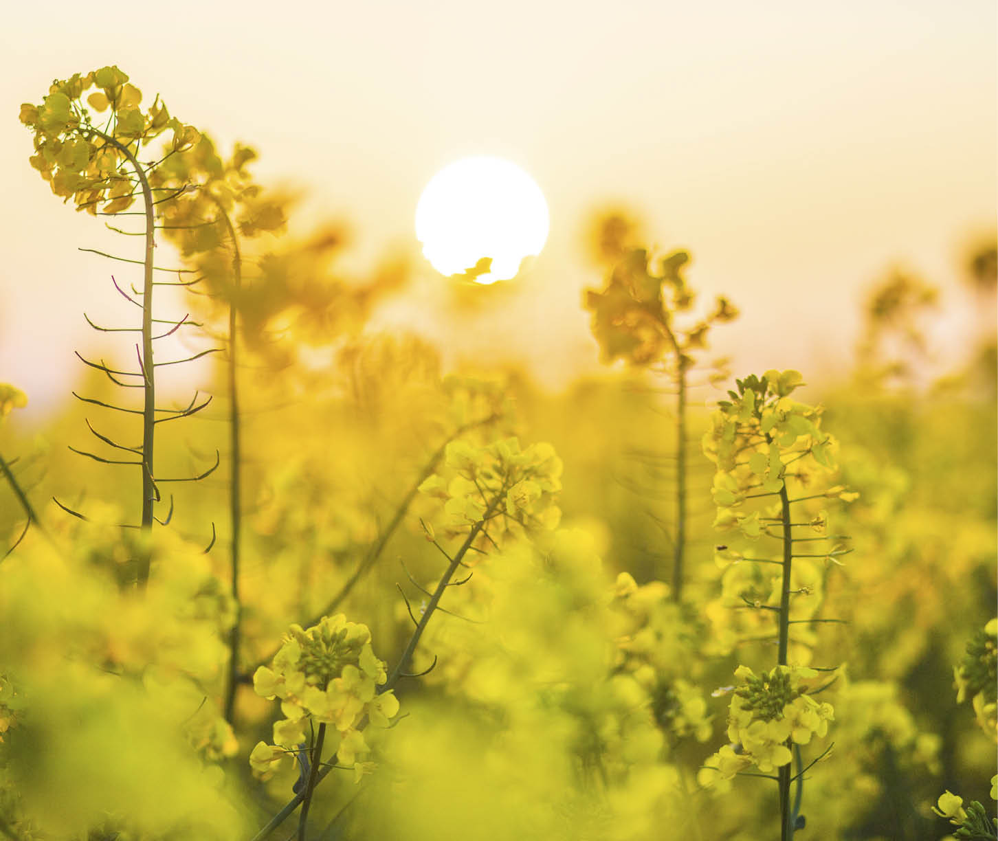 Flowering colza plants used for green energy and oil industry, rape seed on sunset background