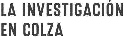 LA INVESTIGACI N EN COLZA