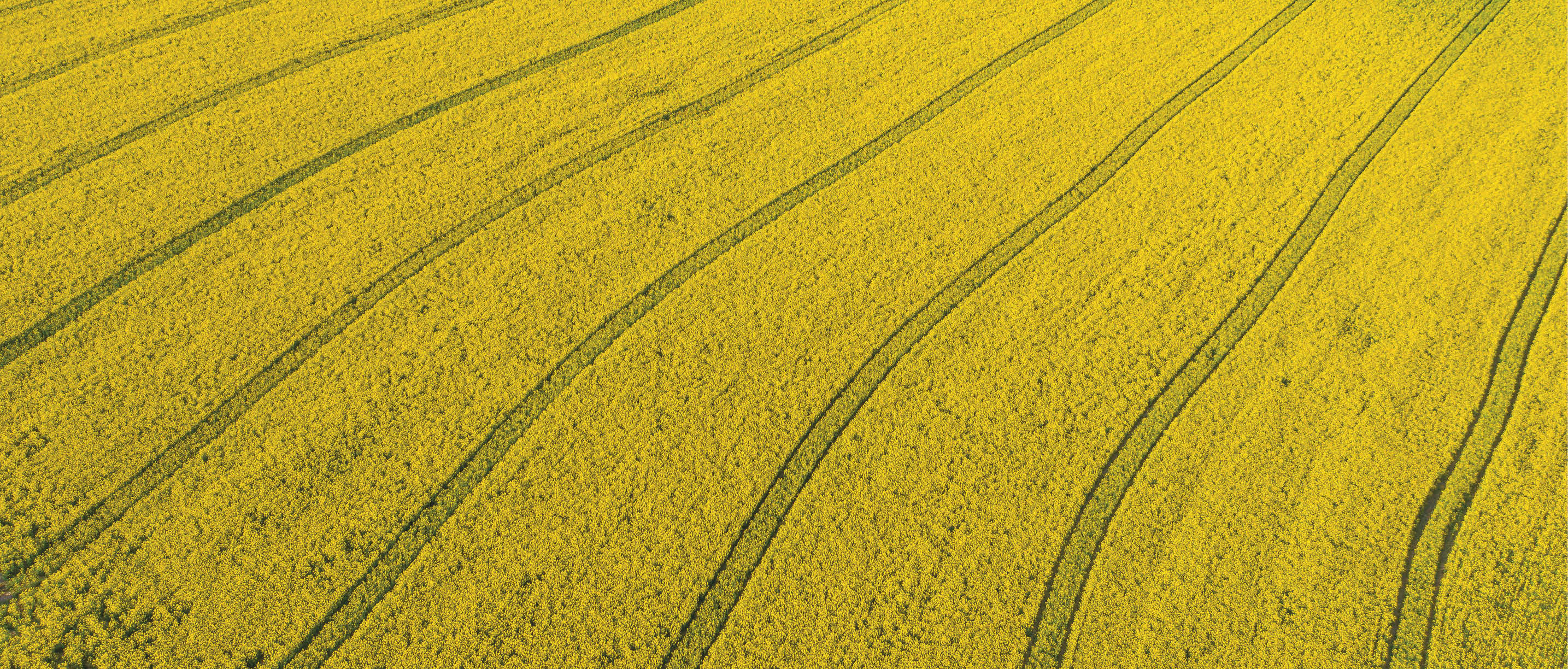 N tincs, Hungary - Aerial view of cultivated canola field at countryside. Farm concept, agriculture texture, blooming rapeseed field.