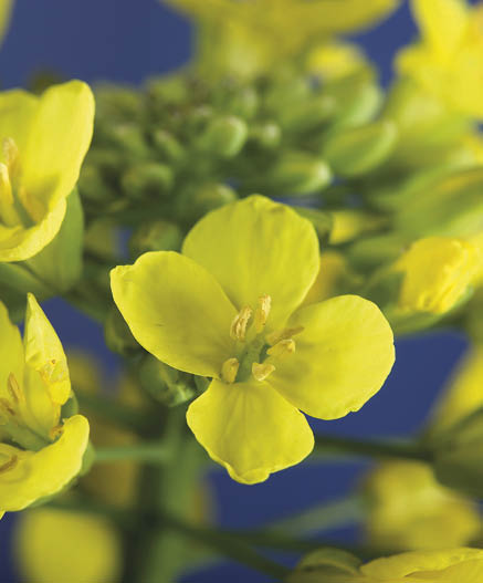 physiologie bouquet floral gros plan fleur floraison  stade f2