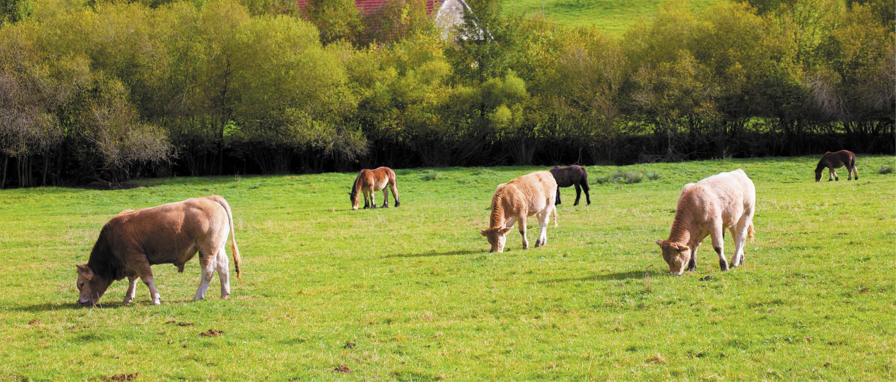 Cows grazing in Pyrenees green autumn meadows at Navarra Spain