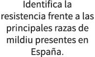 Identifica la resistencia frente a las principales razas de mildiu presentes en Espa a.