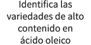 Identifica las variedades de alto contenido en cido oleico
