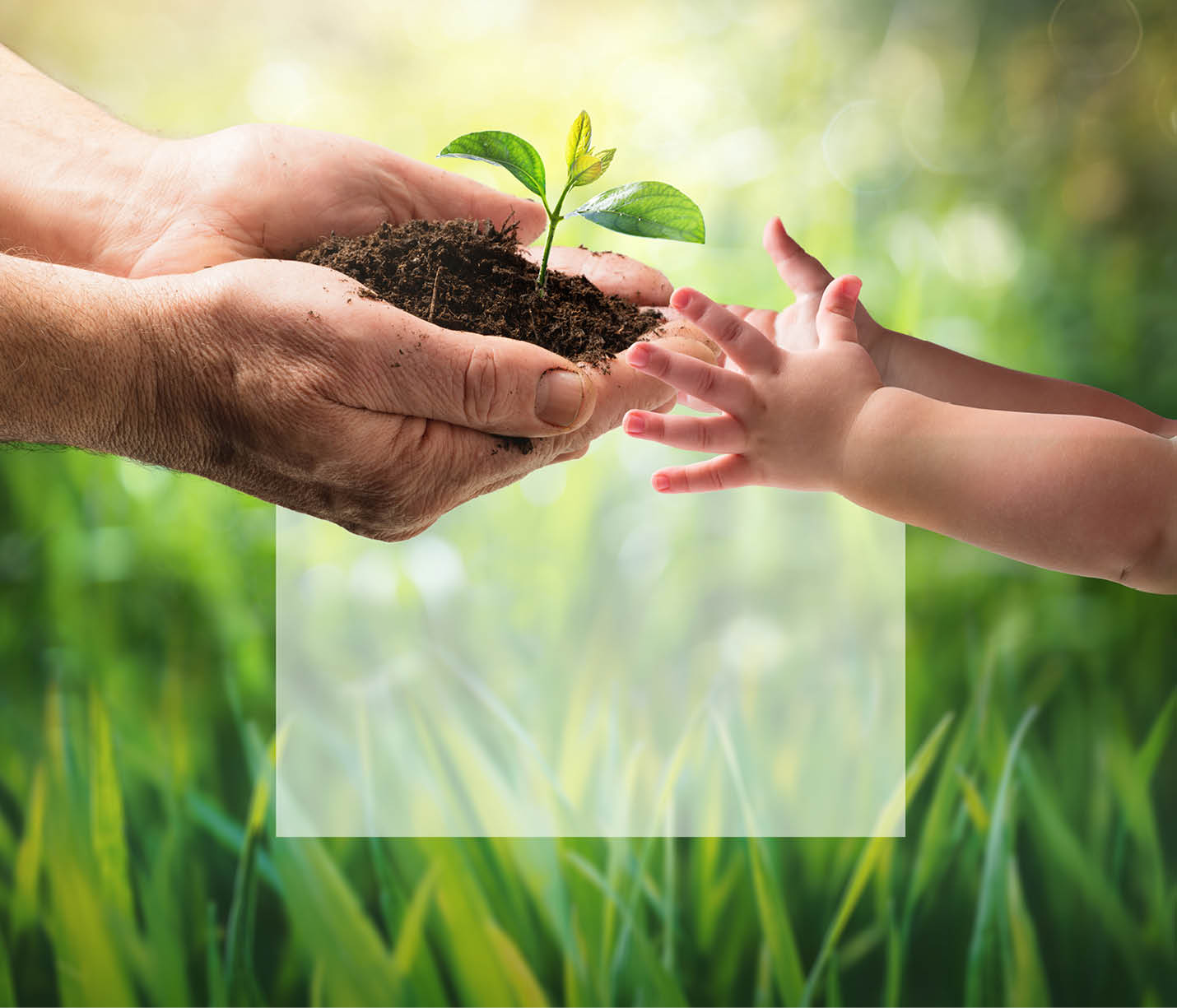 Old Man Giving Young Plant To A Child - Environment Protection For New Generation