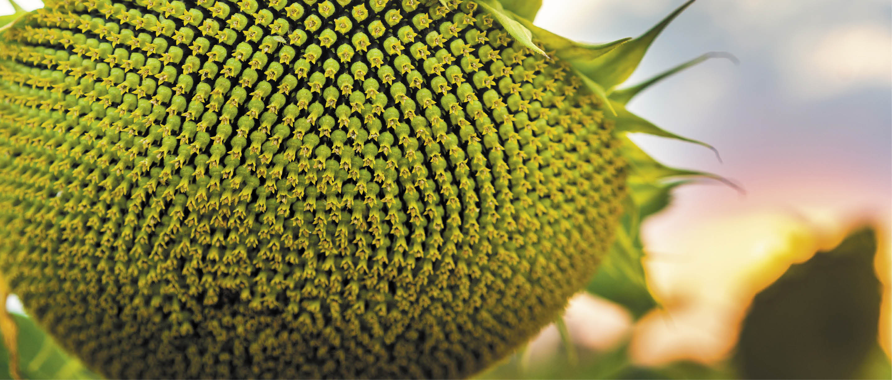 Closeup shot of a sunflower head with a distinctive texture of seeds and green leaves