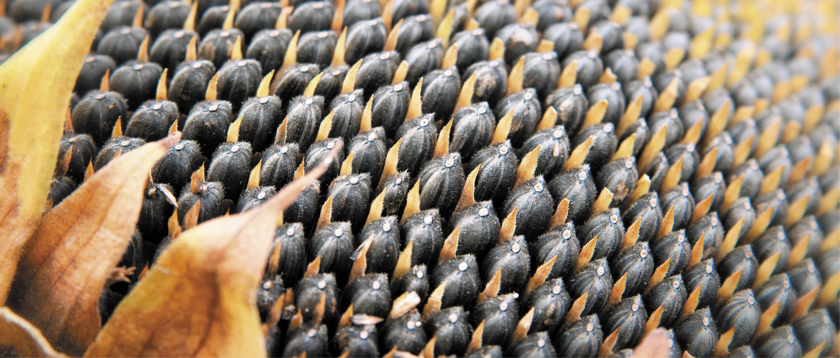 Background of ripe seeds in a sunflower.