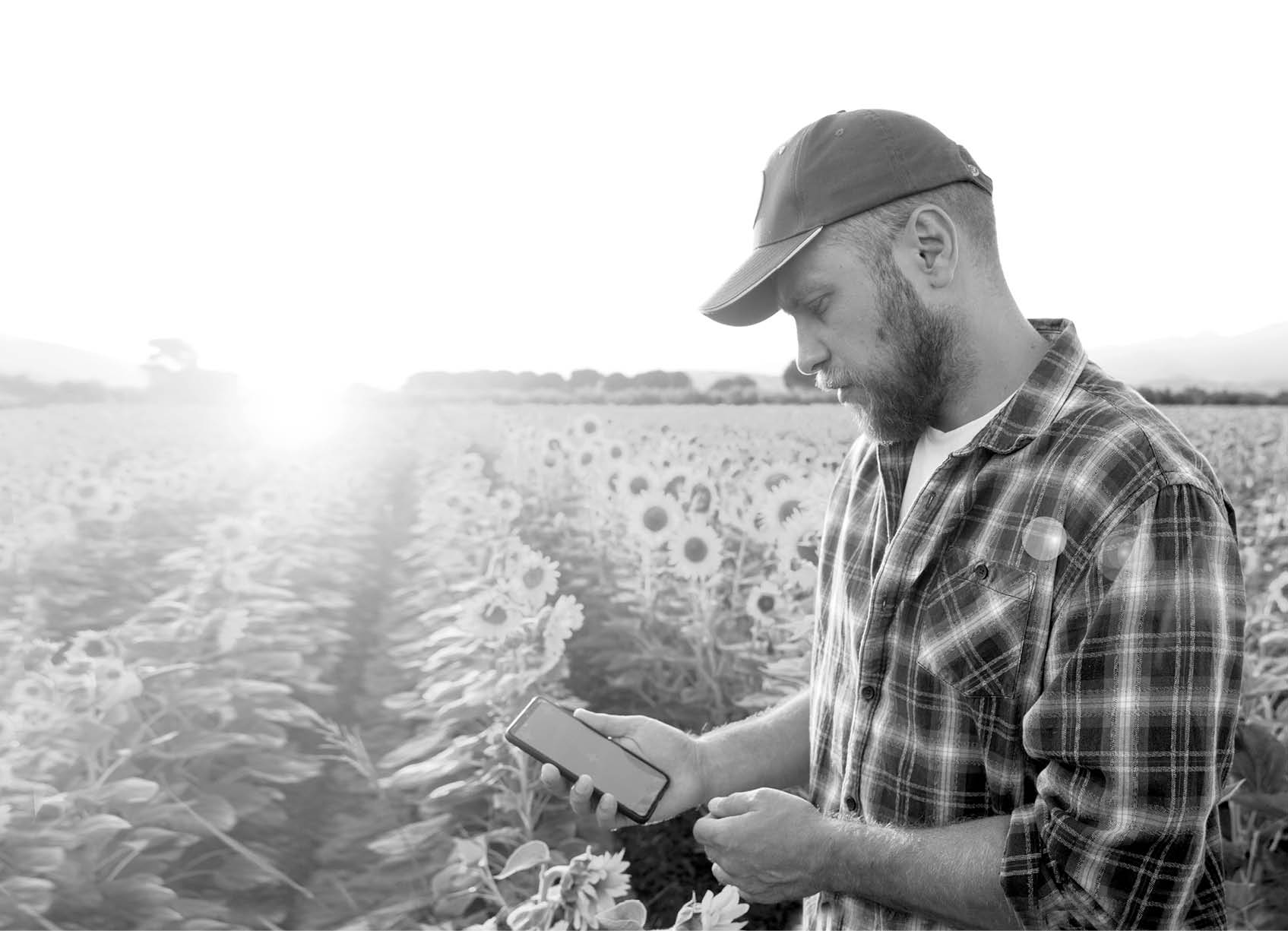 Smartphone with Green Chroma Key Screen in the male hands over sunflower field background. Online shopping, payments, analytics