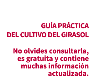 GU A PR CTICA DEL CULTIVO DEL GIRASOL No olvides consultarla, es gratuita y contiene muchas informaci n actualizada.