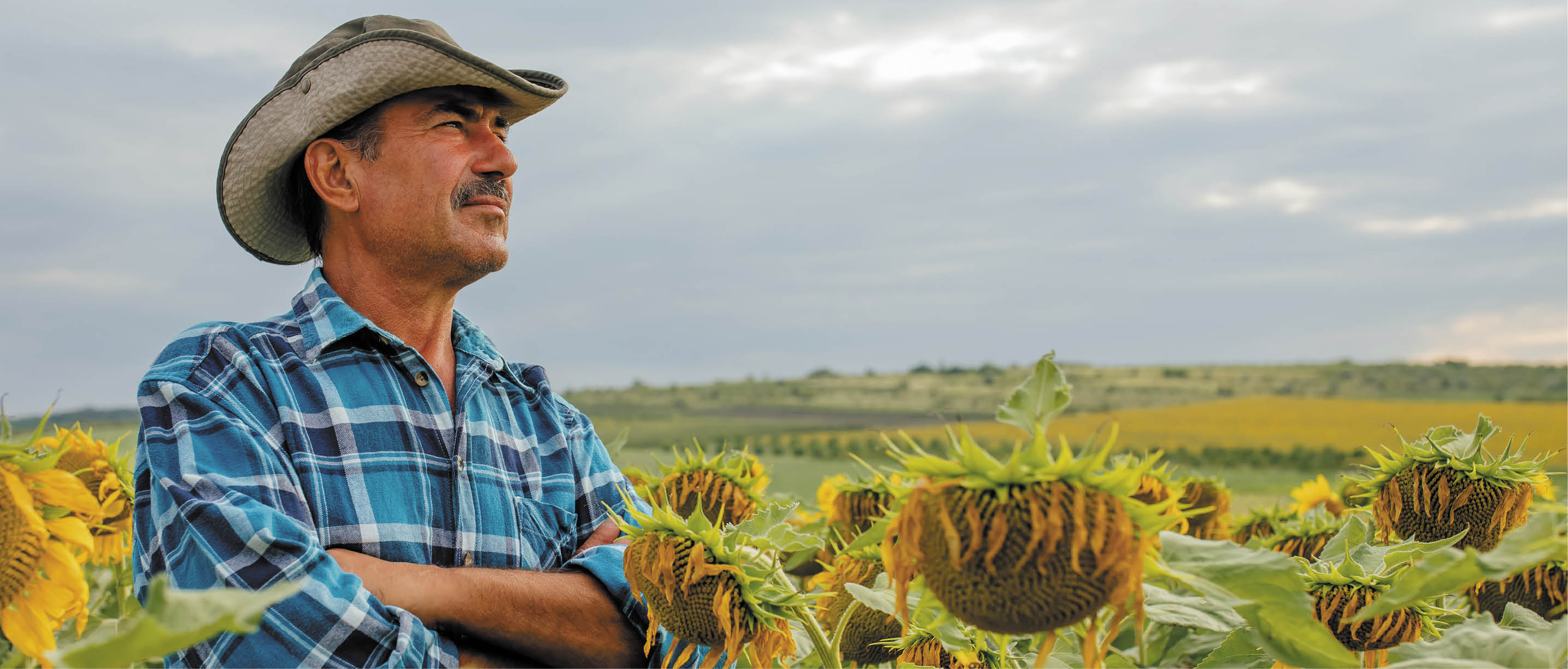 senior farmer standing in cultivated sunflower crops field and looking to a beautiful sunset on the horizon
