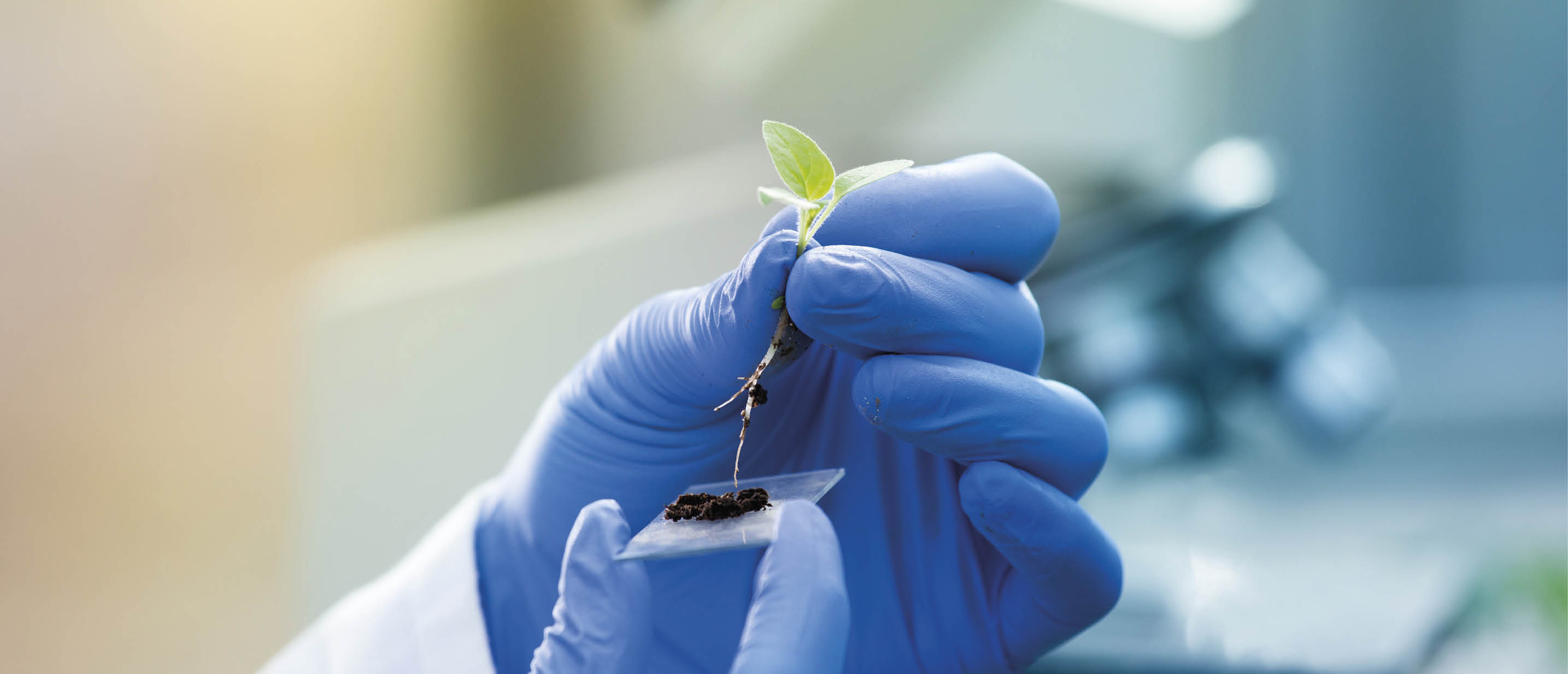Close up of biologist's hand with protective gloves holding young plant with root above microscope glass with soil. Biotechnology, plant care and protection concept