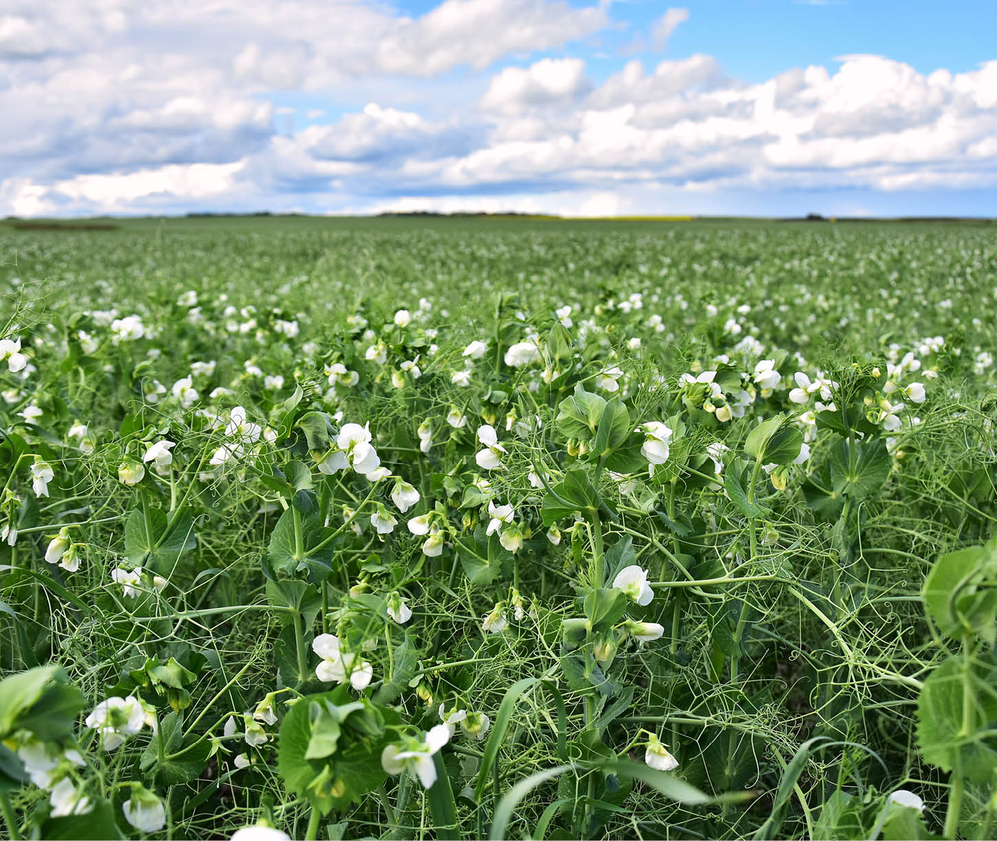 An image of a field of agricultural pea plants. 