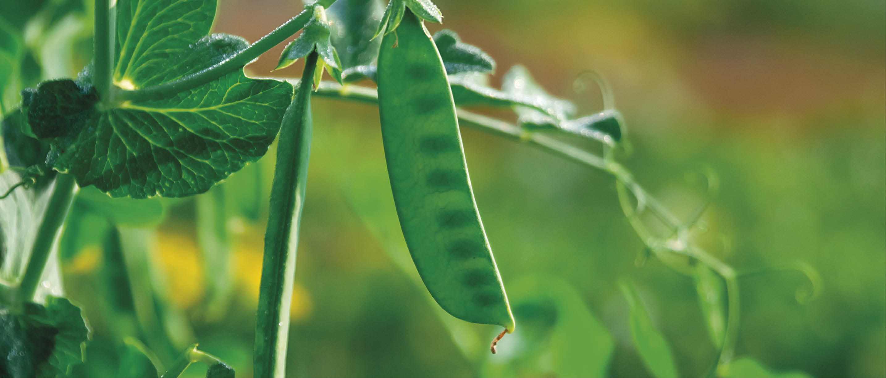 Growing peas. Pod of young green peas on a branch