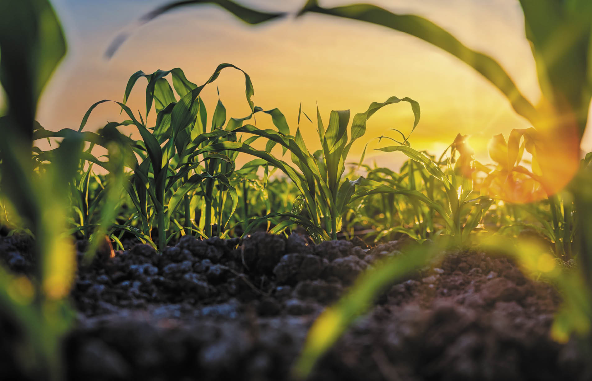 maize corn seedling in the agricultural plantation in the evening, Young green cereal plant growing in the cornfield, animal feed agricultural industry