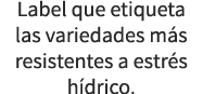 Label que etiqueta las variedades m s resistentes a estr s h drico.