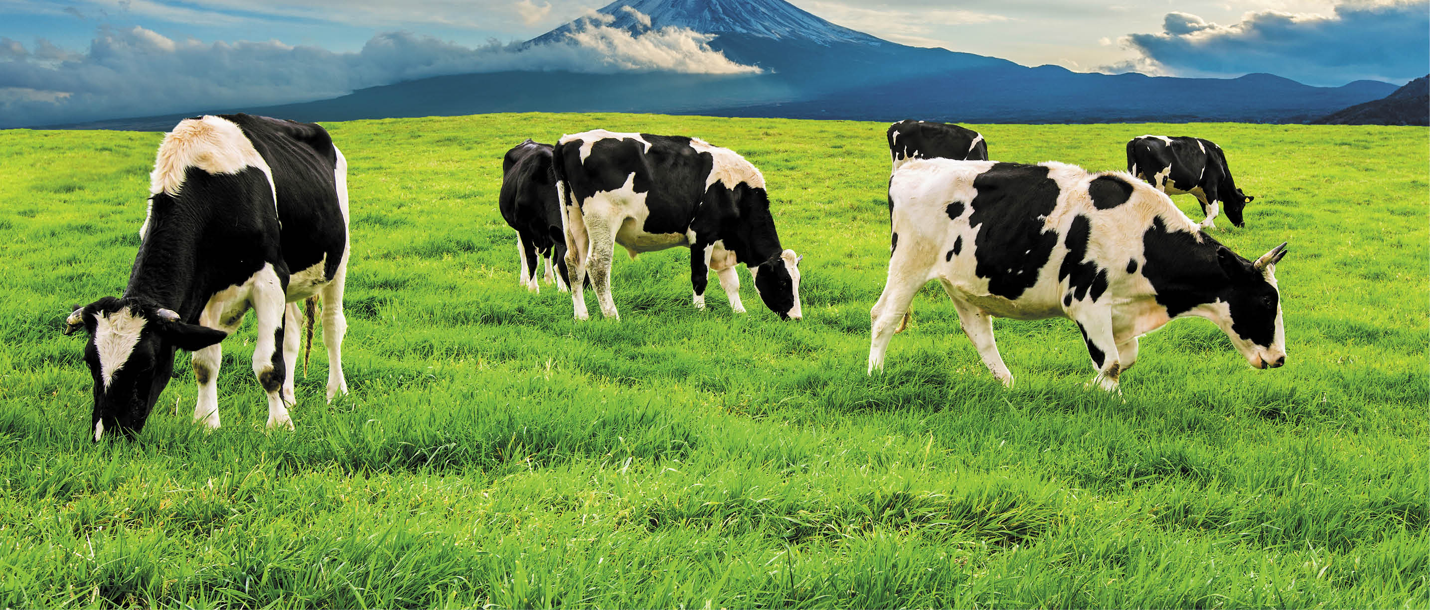Cows eating lush grass on the green field in front of Fuji mountain, Japan.