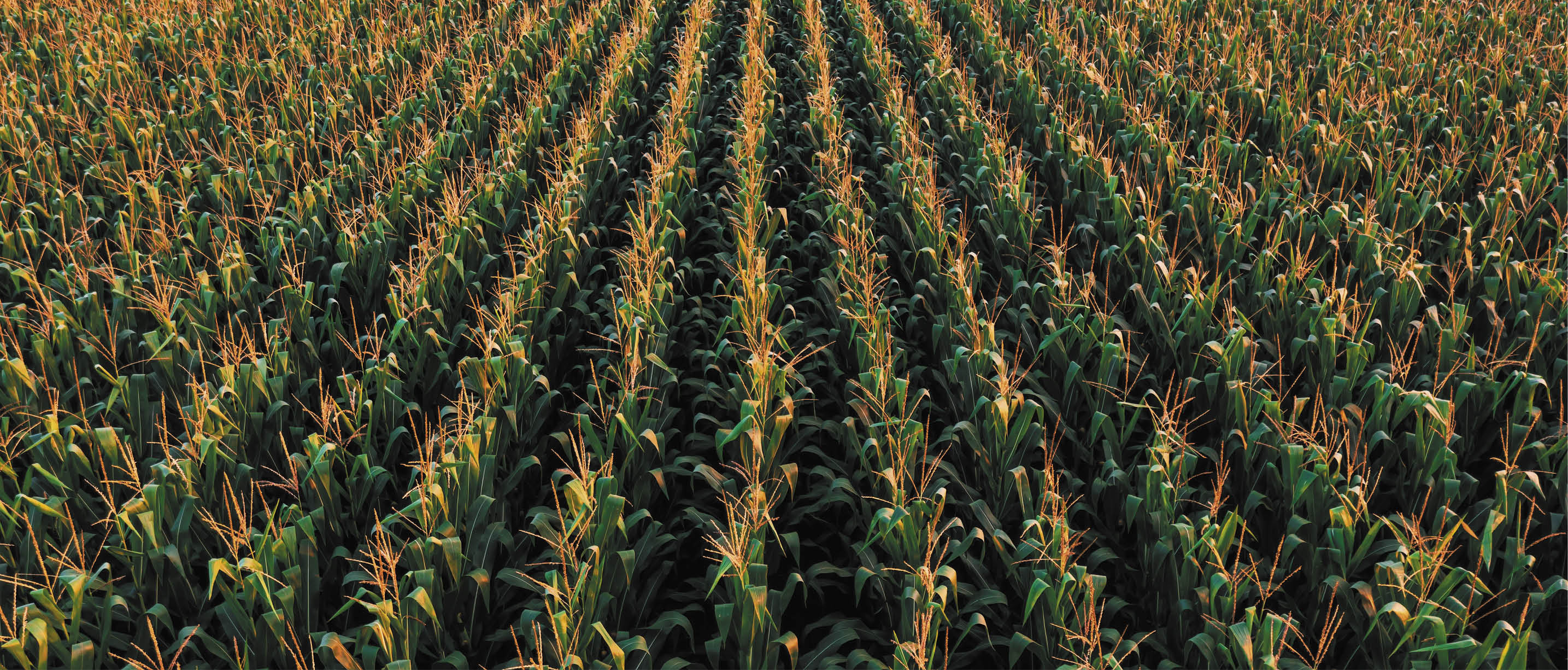 Aerial shot of tasseling corn plants in cultivated field from drone pov, high angle view